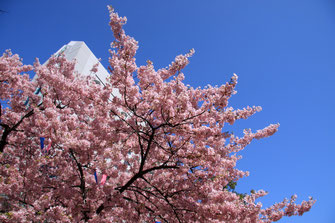 桜咲く！！