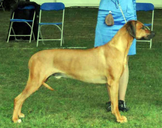 Multi-Champion Rhodesian Ridgeback Villagedogs Hottopic, Belgium..