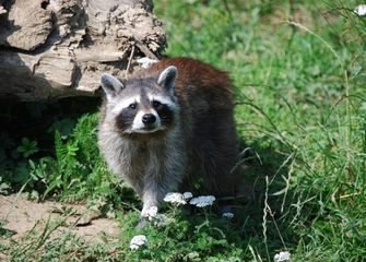 Foto: Waschbär ein Feind für viele Vögel. Pixabay