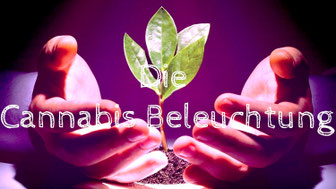 Eine Pflanze die von Händen schützend gehalten wird und von einer LED Leuchte beleuchtet wird