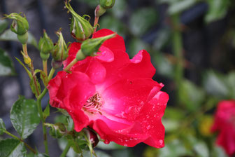 Rote Rose