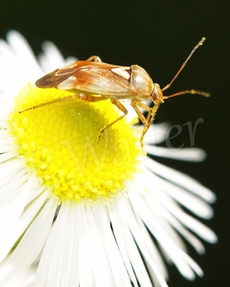 Bild: Weichwanze, Lygus pratensis oder gemellatus, Berufkraut