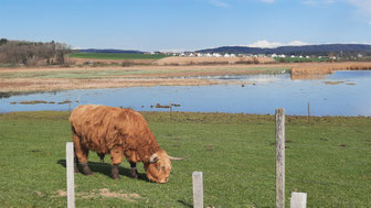 Auch Hochlandrinder gehören zur Landschaftspflege im Neeracherried, um gute Bedingungen für rastende Zugvögel zu fördern. (Bild: © A. Möller)