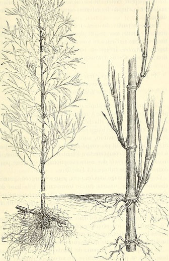 « Bulletin de la Société nationale d'acclimatation de France (1878) (20406743526) » par Société nationale d'acclimatation de France — https://www.flickr.com/photos/internetarchivebookimages/20406743526/Source book page: https://archive.org/stream/bulletin