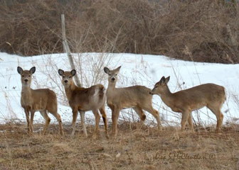 photo: Lisa S McClenthan