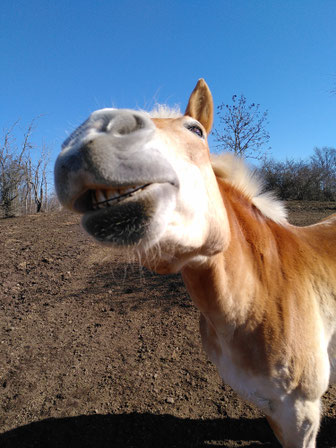 Blondes Pferd hält die Nase in die Kamera