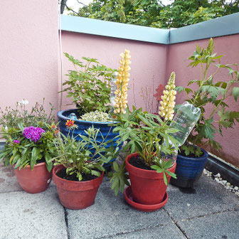 Wer giesst die Blumen während des Urlaubs? Die Petra Apotheke Kaiserslautern (apotheke kaiserslautern) hat die Lösung!