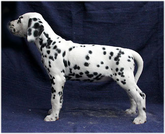 Galina vom Furlbach † 29.10.2025