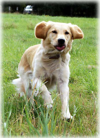 Golden Retriever Temba