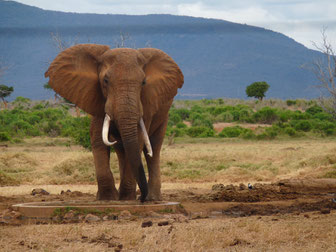 4 Tage Safari in Kenia