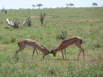 Safaris in den Tsavo Ost