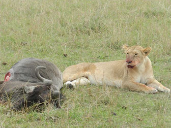 Safaris in Kenia buchen in die Massai Mara 