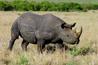 Nashörner im Lake Nakuru Nationalpark