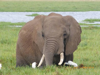 Elefant am grasen in Amboseli Nationalpark in Kenia