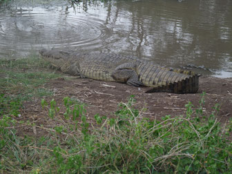 Kenia Safaris Ziwani 