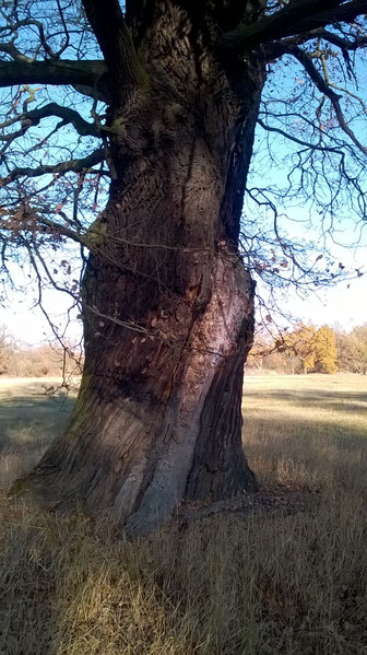 Eiche der Jonitzer Hutung in Dessau