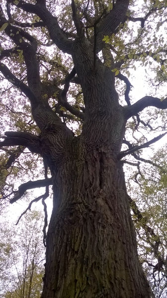 Eiche in den Elbauen bei Dessau im Rüsterhau