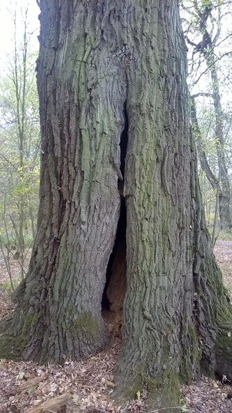 Eiche in den Elbauen bei Dessau im Rüsterhau