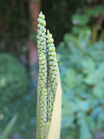 Blütenstand von Chamaedorea radicalis (Mexikanische Bergpalme) öffnet sich