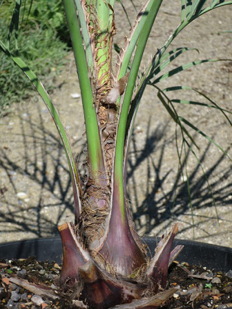 Butia yatay (Yatay-Palme)