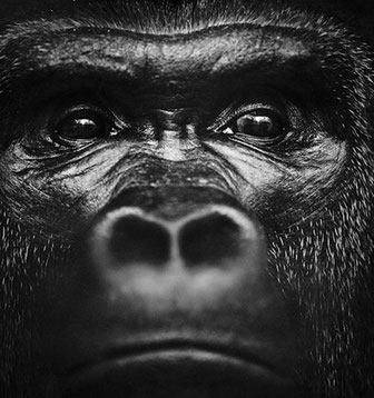 Gorille noir et blanc laurent baheux