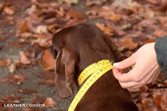 Hundehalsband ausmessen Maßanfertigung