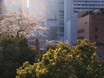 第２ビル３階の桜