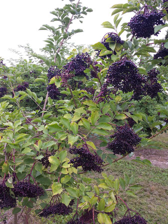 Reife Holunderbeeren - sehr reichhaltig an Flavonoiden und Vitamin C