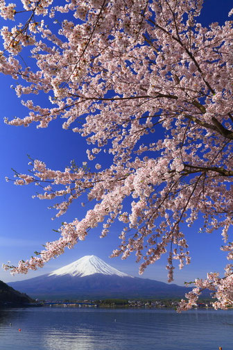 富士山と桜。5shajin_kさんの作品です