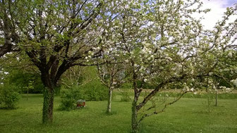 Ruchette dans le jardin de Julie de l'Abeille villadéenne avec arbres fruitiers en fleurs à la Villedieu en Charente Maritime