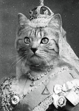Kunstdruck Katzen Queen Foto aus Thüringen Katzenliebe