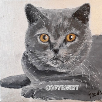 Katzenporträt einer grauen Katze mit bernsteinfarbenen Augen