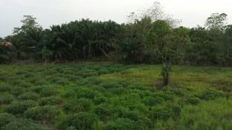 Habitat am Fundort Sierra Leone (GPS: 8.847123, -12.056149)