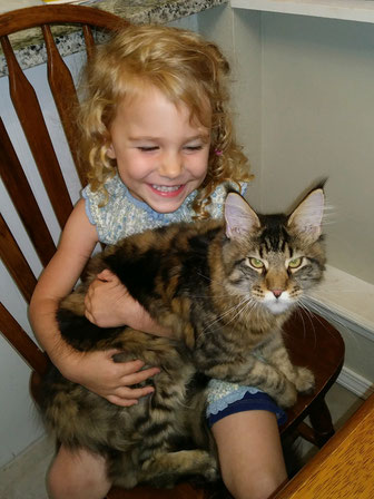 EuroCoons Maine Coon lap cats