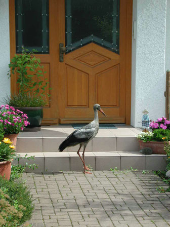 Geretteter Jungstorch steht vor unserer Haustür. Foto: Ulrike Mose