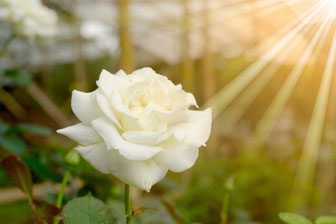 Eine weiße Rose im Sonnenschein