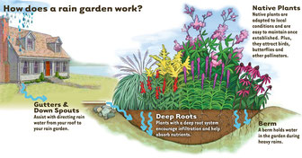 Description of a rain garden