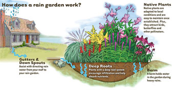 Description of a rain garden