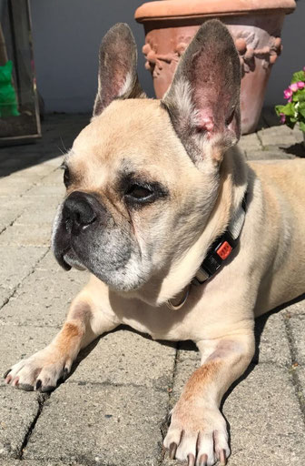 Bruce, 10 Jahre alt, Sohn von Dolly