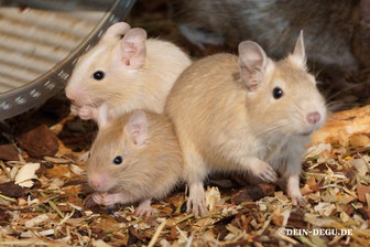 back left (middle) Sand Superschecke, front left (small) Sand Uni, front right (larger) Cream