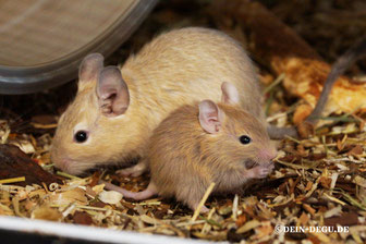 back left (larger) Cream, front right (smaller) Sand Uni