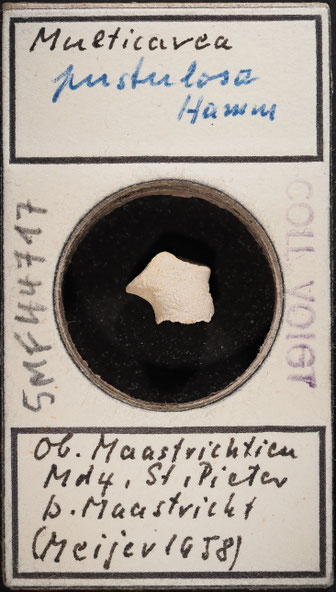 Senckenberg, Bryozoa, Bryozoen, Moostierchen, Sammlung Voigt
