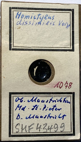 Senckenberg, Bryozoa, Bryozoen, Moostierchen, Sammlung Voigt