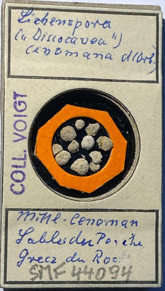 Senckenberg, Bryozoa, Bryozoen, Moostierchen, Sammlung Voigt