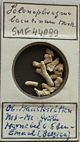 Senckenberg, Bryozoa, Bryozoen, Moostierchen, Sammlung Voigt