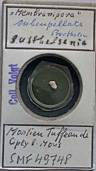 Senckenberg, Bryozoa, Bryozoen, Moostierchen, Sammlung Voigt