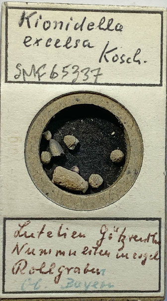 Senckenberg, Bryozoa, Bryozoen, Moostierchen, Sammlung Voigt