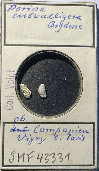 Senckenberg, Bryozoa, Bryozoen, Moostierchen, Sammlung Voigt