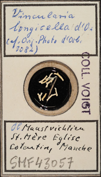 Senckenberg, Bryozoa, Bryozoen, Moostierchen, Sammlung Voigt