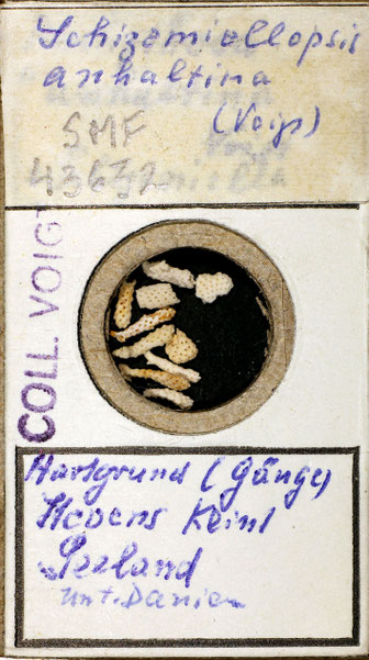 Senckenberg, Bryozoa, Bryozoen, Moostierchen, Sammlung Voigt